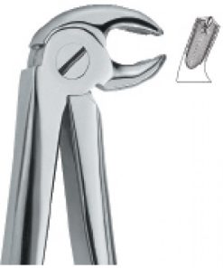 Lower Molars, Right 23