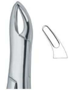 Teeth and Roots,Universal also for Children 62