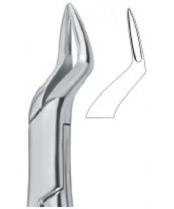 Incisors and Roots 65