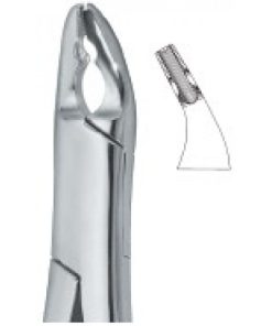 Bicuspids and Incisors , Roots 150X