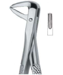 Incisors and Bicuspids