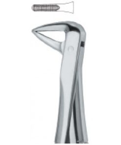 Incisors and Roots 74