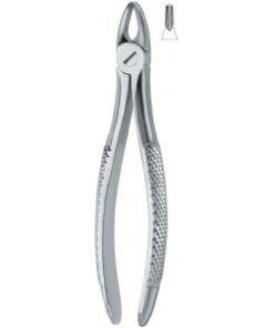 Incisors and bicuspids 37