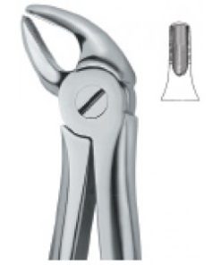 Incisors and Cuspids 38