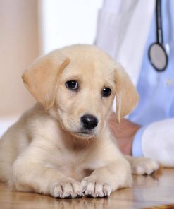 Veterinary Instruments